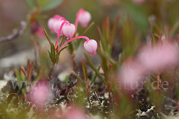 Rosmarinheide (Andromeda polifolia)