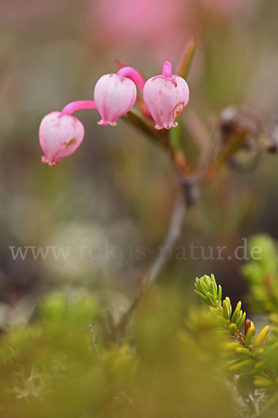 Rosmarinheide (Andromeda polifolia)