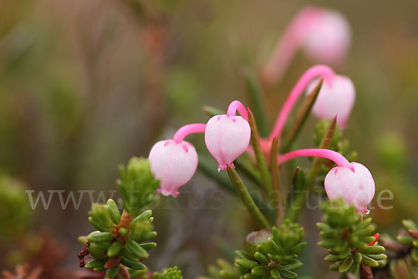 Rosmarinheide (Andromeda polifolia)