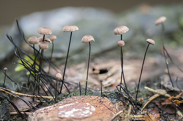 Rosshaar-Blasssporrübling (Marasmius androsaceus)