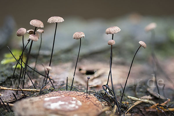 Rosshaar-Blasssporrübling (Marasmius androsaceus)