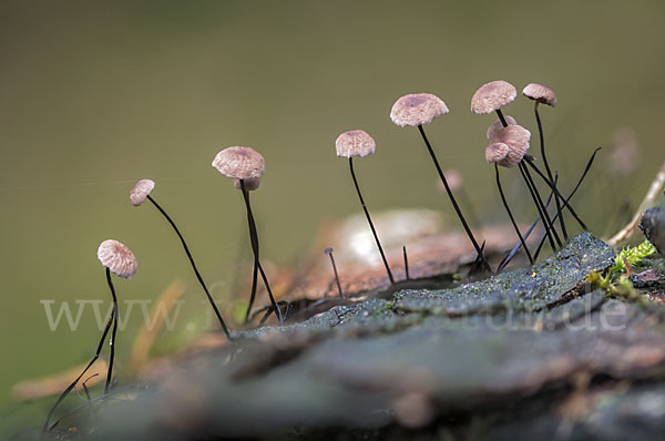 Rosshaar-Blasssporrübling (Marasmius androsaceus)