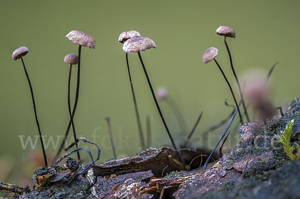 Rosshaar-Blasssporrübling (Marasmius androsaceus)