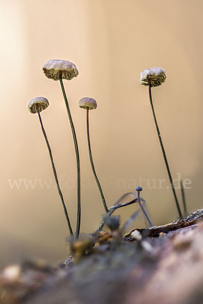 Rosshaar-Blasssporrübling (Marasmius androsaceus)