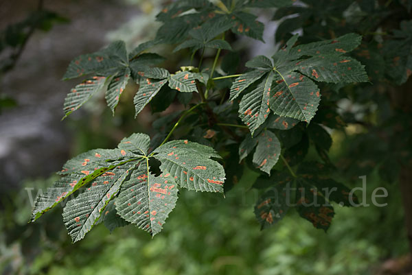 Rosskastanienminiermotte (Cameraria ohridella)