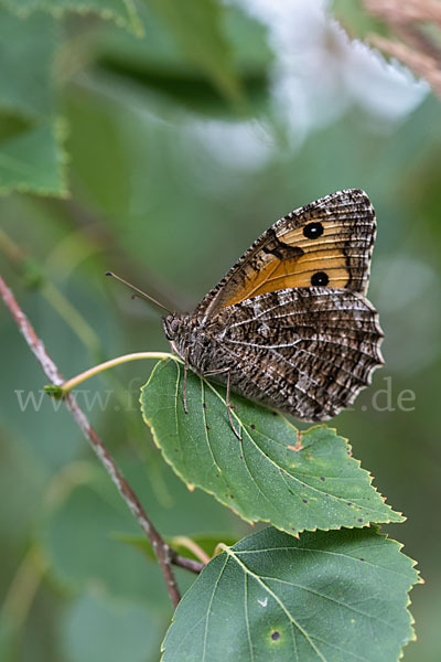 Rostbinde (Hipparchia semele)