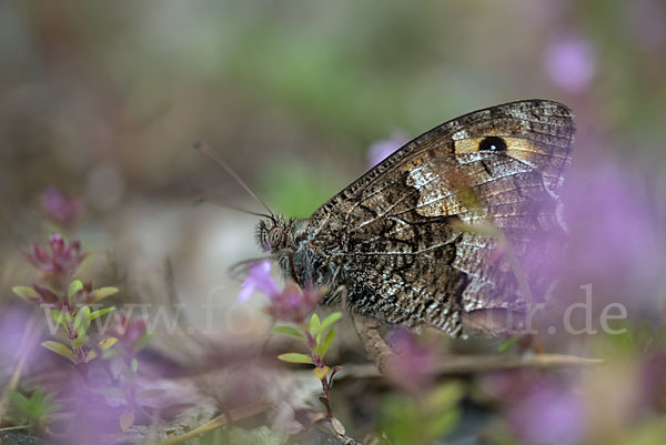 Rostbinde (Hipparchia semele)