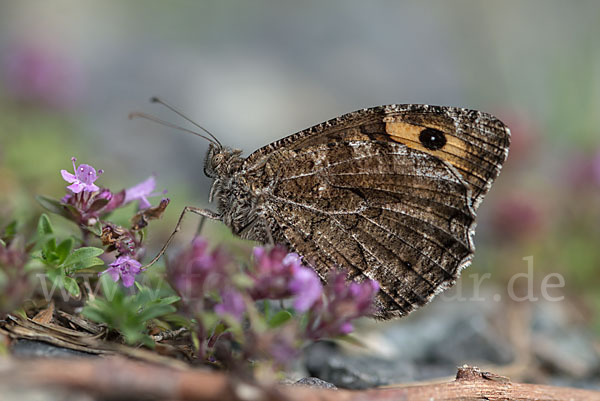 Rostbinde (Hipparchia semele)