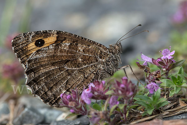 Rostbinde (Hipparchia semele)