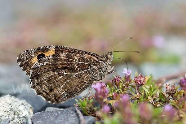 Rostbinde (Hipparchia semele)