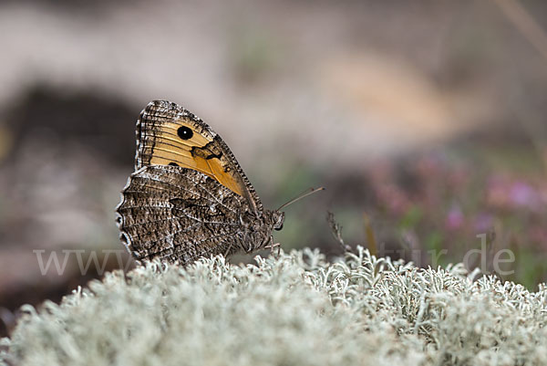 Rostbinde (Hipparchia semele)