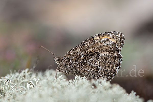 Rostbinde (Hipparchia semele)