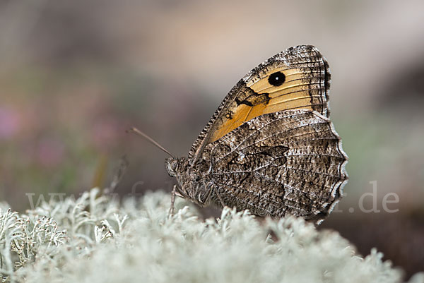 Rostbinde (Hipparchia semele)