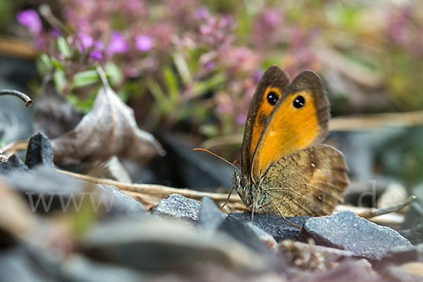 Rostbraunes Ochsenauge (Pyronia tithonus)