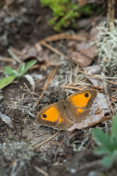 Rostbraunes Ochsenauge (Pyronia tithonus)