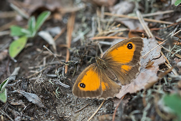 Rostbraunes Ochsenauge (Pyronia tithonus)