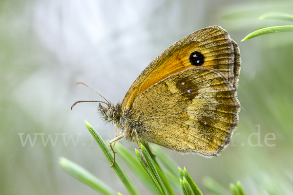 Rostbraunes Ochsenauge (Pyronia tithonus)