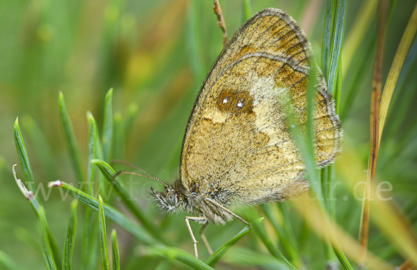 Rostbraunes Ochsenauge (Pyronia tithonus)