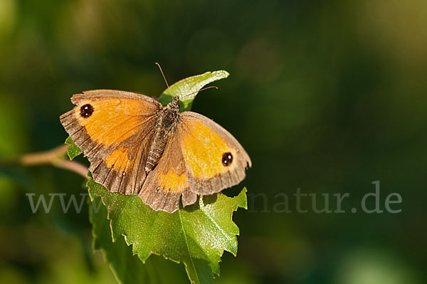 Rostbraunes Ochsenauge (Pyronia tithonus)