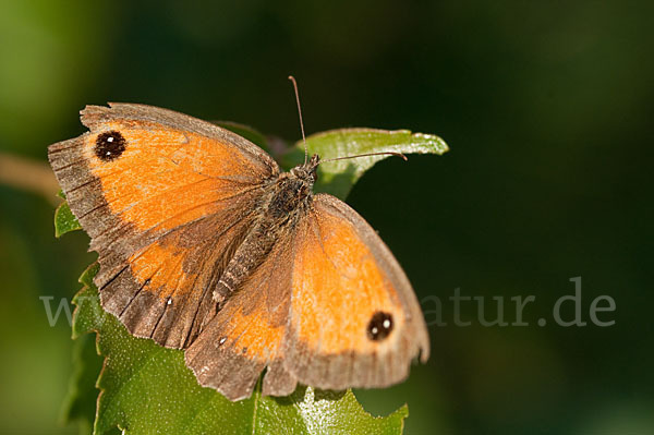 Rostbraunes Ochsenauge (Pyronia tithonus)