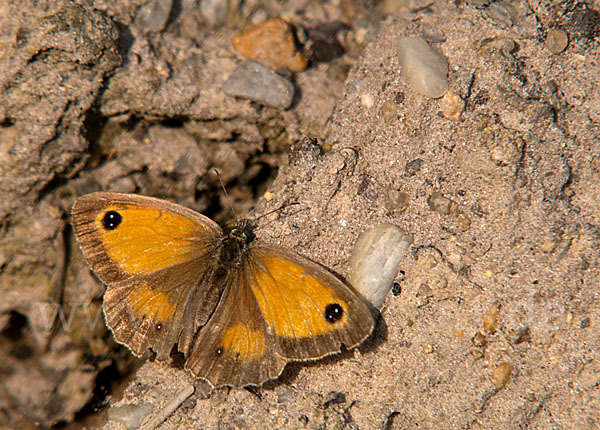 Rostbraunes Ochsenauge (Pyronia tithonus)