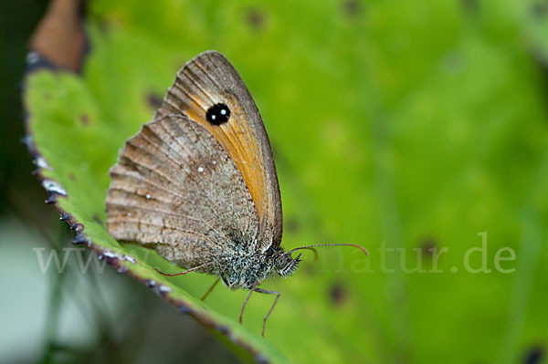 Rostbraunes Ochsenauge (Pyronia tithonus)