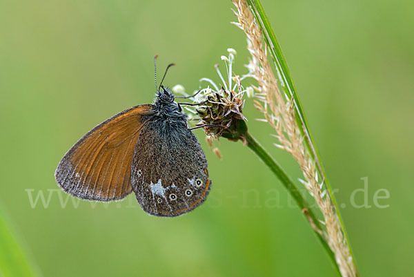 Rostbraunes Wiesenvögelchen (Coenonympha glycerion)