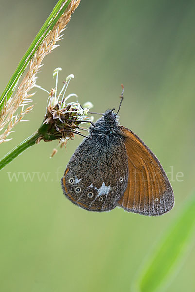 Rostbraunes Wiesenvögelchen (Coenonympha glycerion)