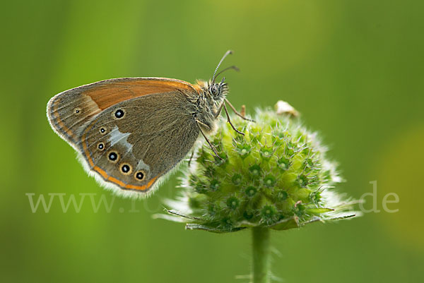 Rostbraunes Wiesenvögelchen (Coenonympha glycerion)