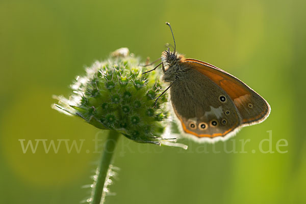 Rostbraunes Wiesenvögelchen (Coenonympha glycerion)