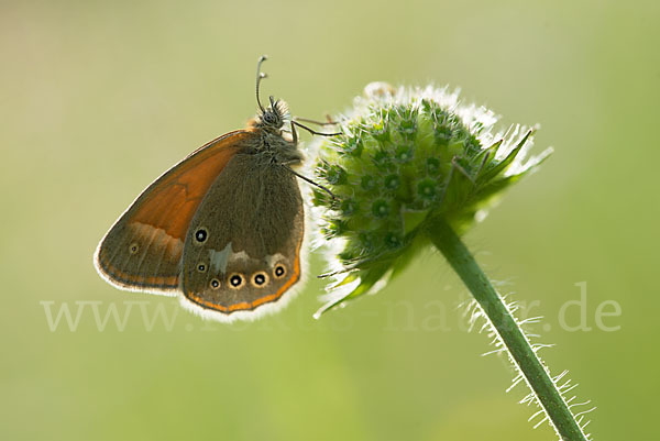 Rostbraunes Wiesenvögelchen (Coenonympha glycerion)