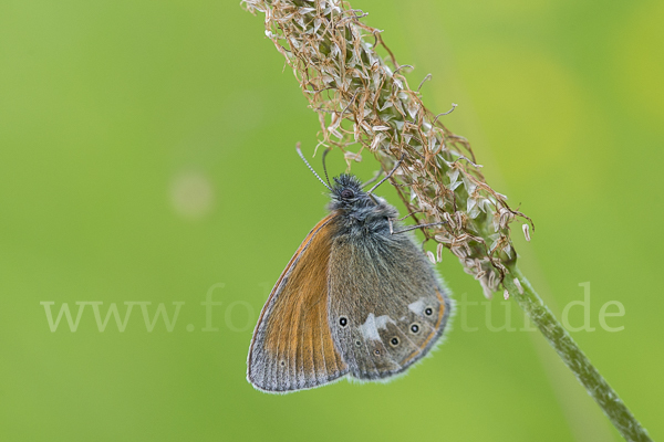 Rostbraunes Wiesenvögelchen (Coenonympha glycerion)