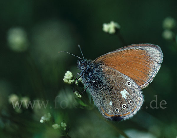 Rostbraunes Wiesenvögelchen (Coenonympha glycerion)