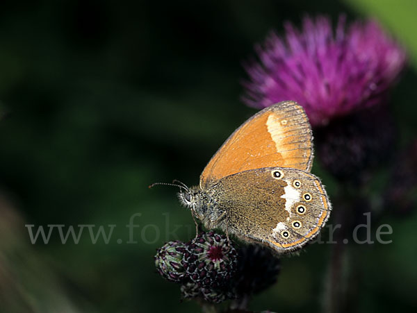 Rostbraunes Wiesenvögelchen (Coenonympha glycerion)