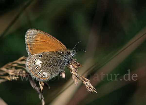 Rostbraunes Wiesenvögelchen (Coenonympha glycerion)