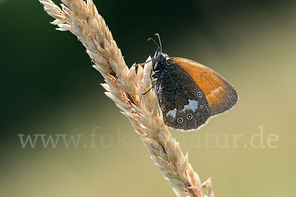 Rostbraunes Wiesenvögelchen (Coenonympha glycerion)