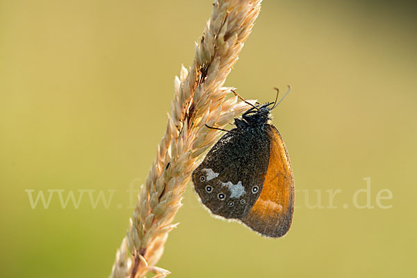 Rostbraunes Wiesenvögelchen (Coenonympha glycerion)