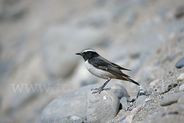 Rostbürzel-Steinschmätzer (Oenanthe xanthoprymna)