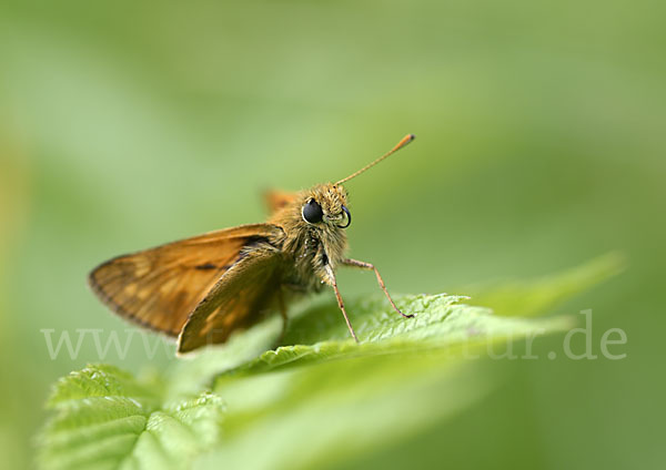 Rostfleckiger Dickkopffalter (Ochlodes sylvanus)