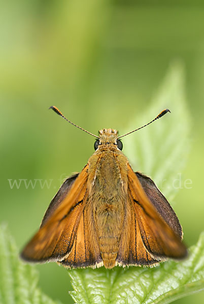 Rostfleckiger Dickkopffalter (Ochlodes sylvanus)