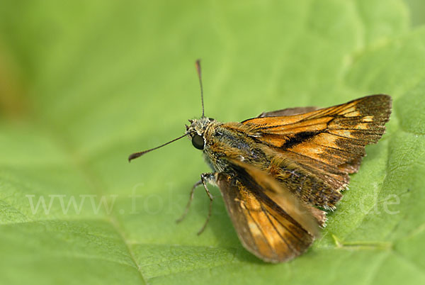 Rostfleckiger Dickkopffalter (Ochlodes sylvanus)