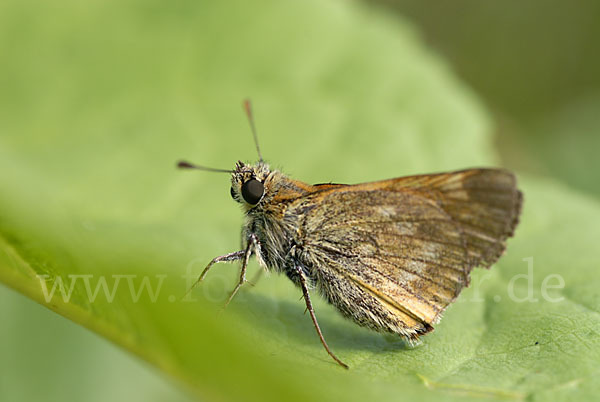 Rostfleckiger Dickkopffalter (Ochlodes sylvanus)