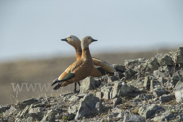 Rostgans (Tadorna ferruginea)