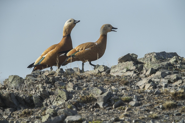 Rostgans (Tadorna ferruginea)