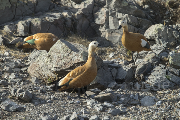 Rostgans (Tadorna ferruginea)