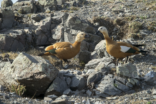 Rostgans (Tadorna ferruginea)