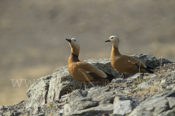 Rostgans (Tadorna ferruginea)