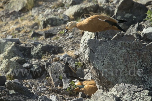 Rostgans (Tadorna ferruginea)