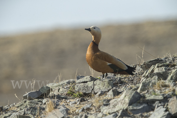 Rostgans (Tadorna ferruginea)