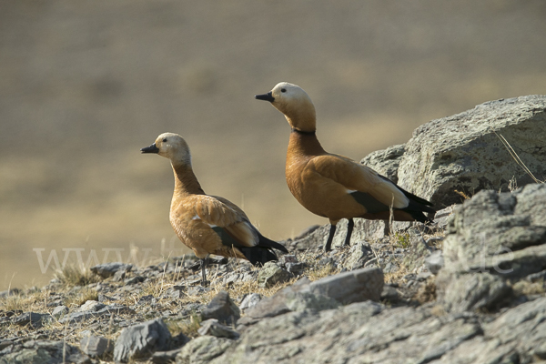 Rostgans (Tadorna ferruginea)